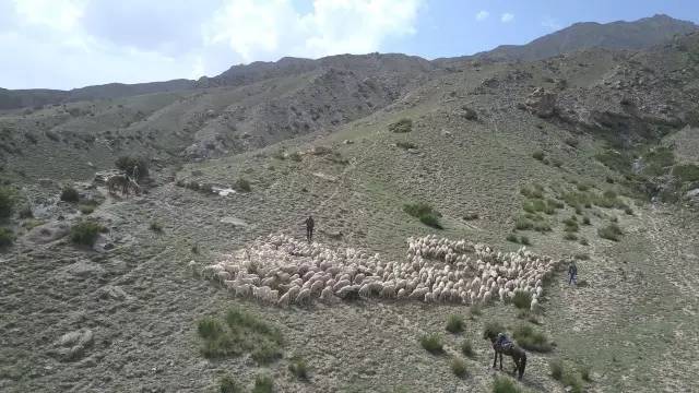 90后牧羊人视频,九零后牧羊人