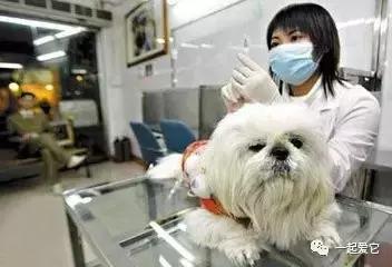 养宠小知识狗狗掉毛补什么营养,养宠知识狗狗腿瘸了不落地怎么办