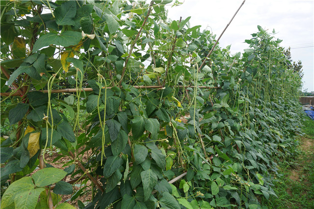 成都柴火鸡烤全羊江湖菜,岳塘区湘江小院烤全羊