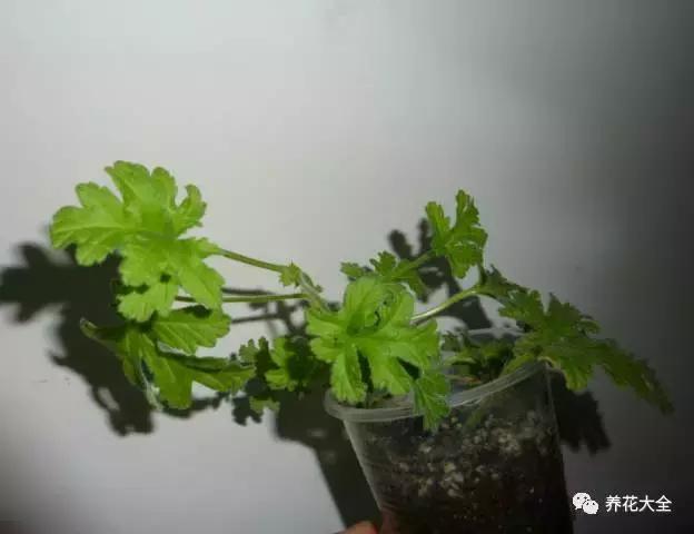 什么花驱虫又香,什么花驱虫又不伤人