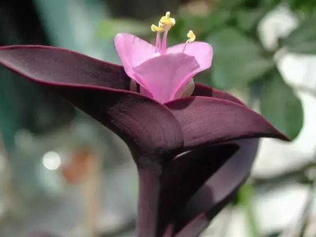 鸭跖草花的图片,紫鸭跖草花图片