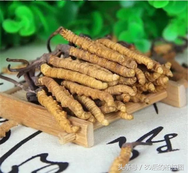 冬虫夏草凭什么这么贵？小编为你解读虫草的故事