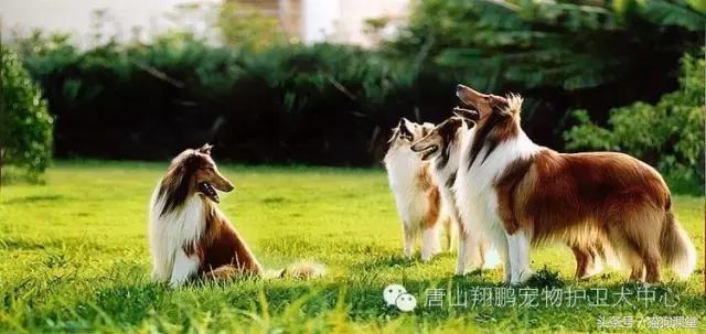 犬种介绍,犬种介绍柯基