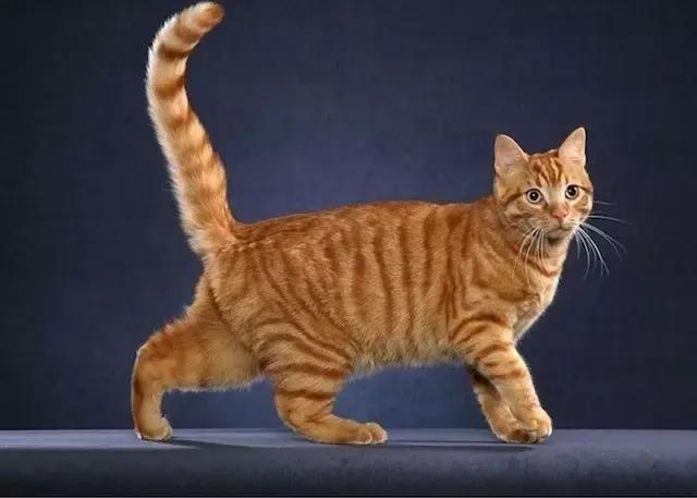 铲屎官你不得不知道的猫主子历史,为什么说猫是铲屎官的祖先