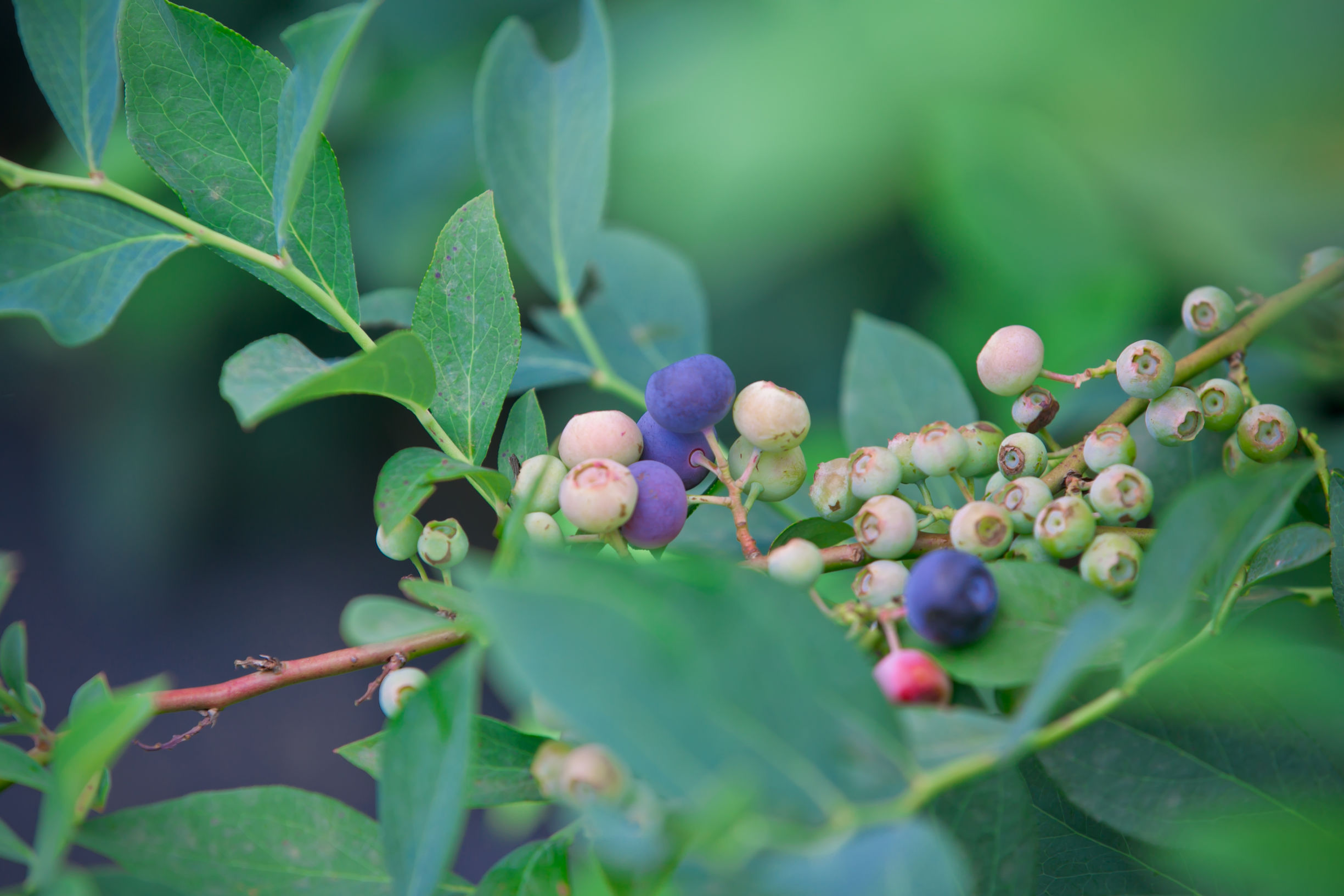 蓝莓有草味是不是坏了,蓝莓有核的是假的吗