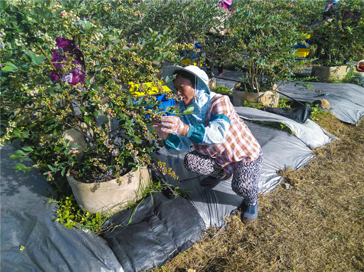 蓝莓有籽吗是老了吗,蓝莓有籽的好还是无籽的好