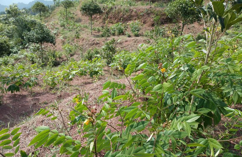 夏茶怎么才能做得好喝,夏茶的正确冲泡方法