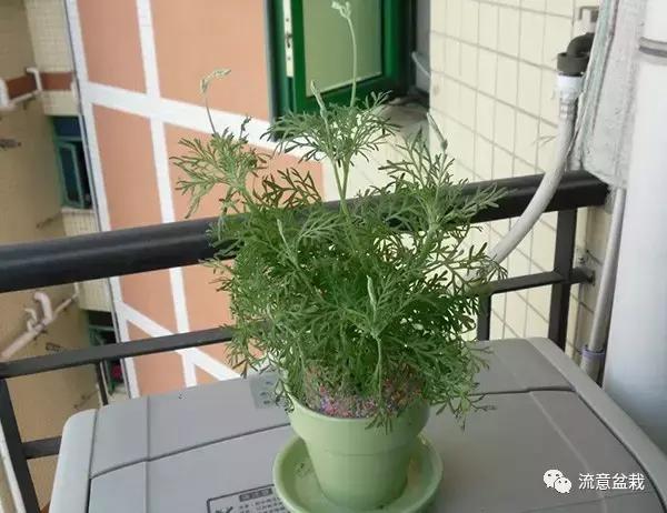 薰衣草可以用盆栽养吗,薰衣草花在家里可以养吗