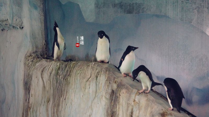 长隆亲子两大两小旅游攻略,珠海长隆横琴湾酒店亲子攻略