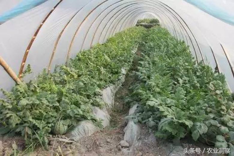 老瓜农,老瓜农的经验和说法