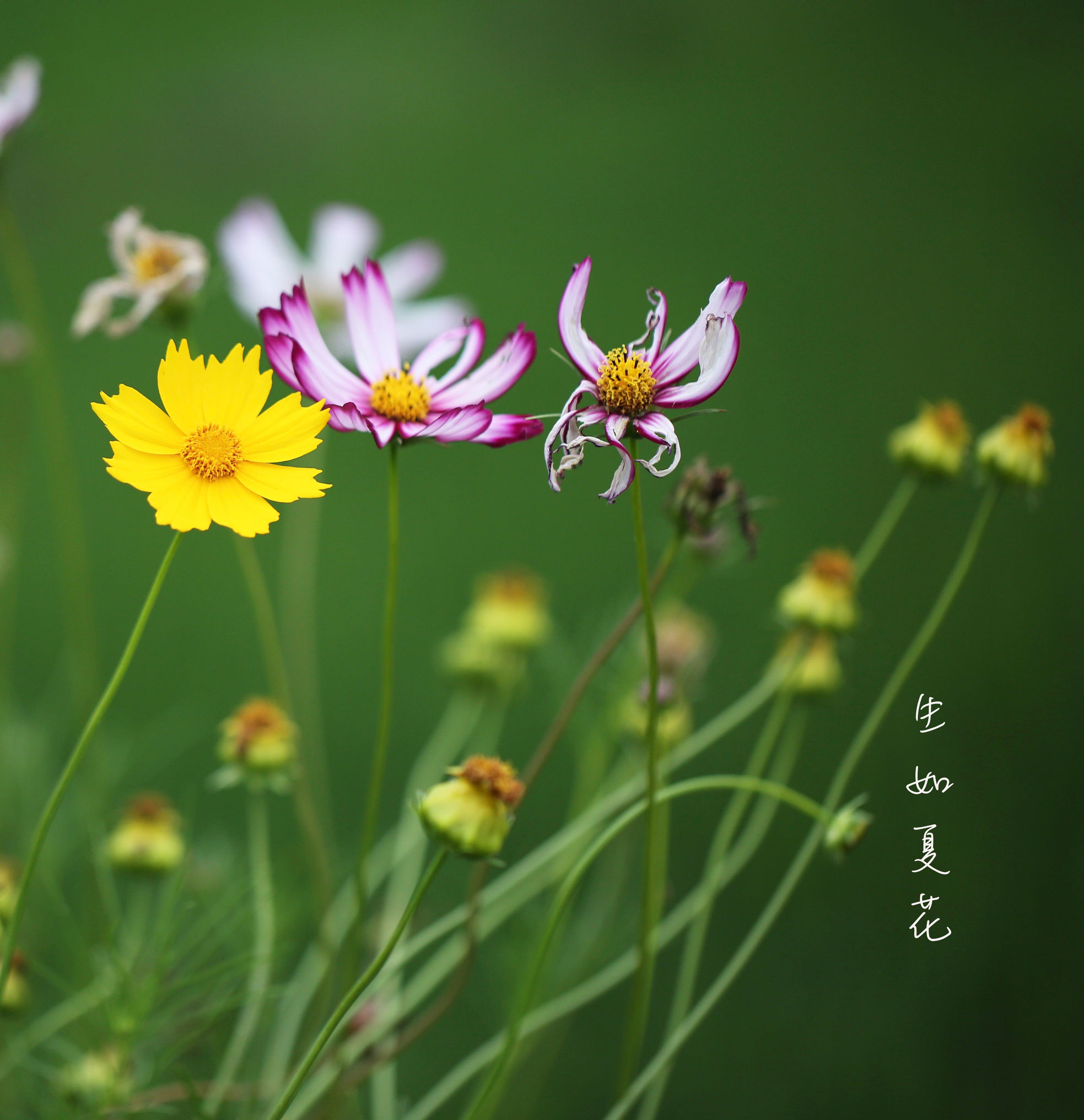 歌曲生如夏花原唱,生如夏花唯美人像摄影教程