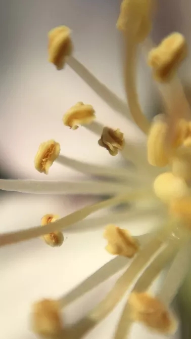 苹果手机自带微距镜头有哪些,iphone微距拍摄手机镜头