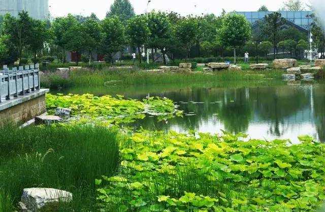 郑州哪的荷花开得比较好,郑州荷花观赏区