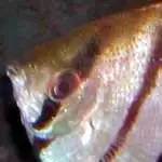 燕子神仙鱼怎么分公母,神仙燕子鱼的生活习性和特征