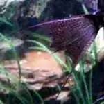 燕子神仙鱼怎么分公母,神仙燕子鱼的生活习性和特征