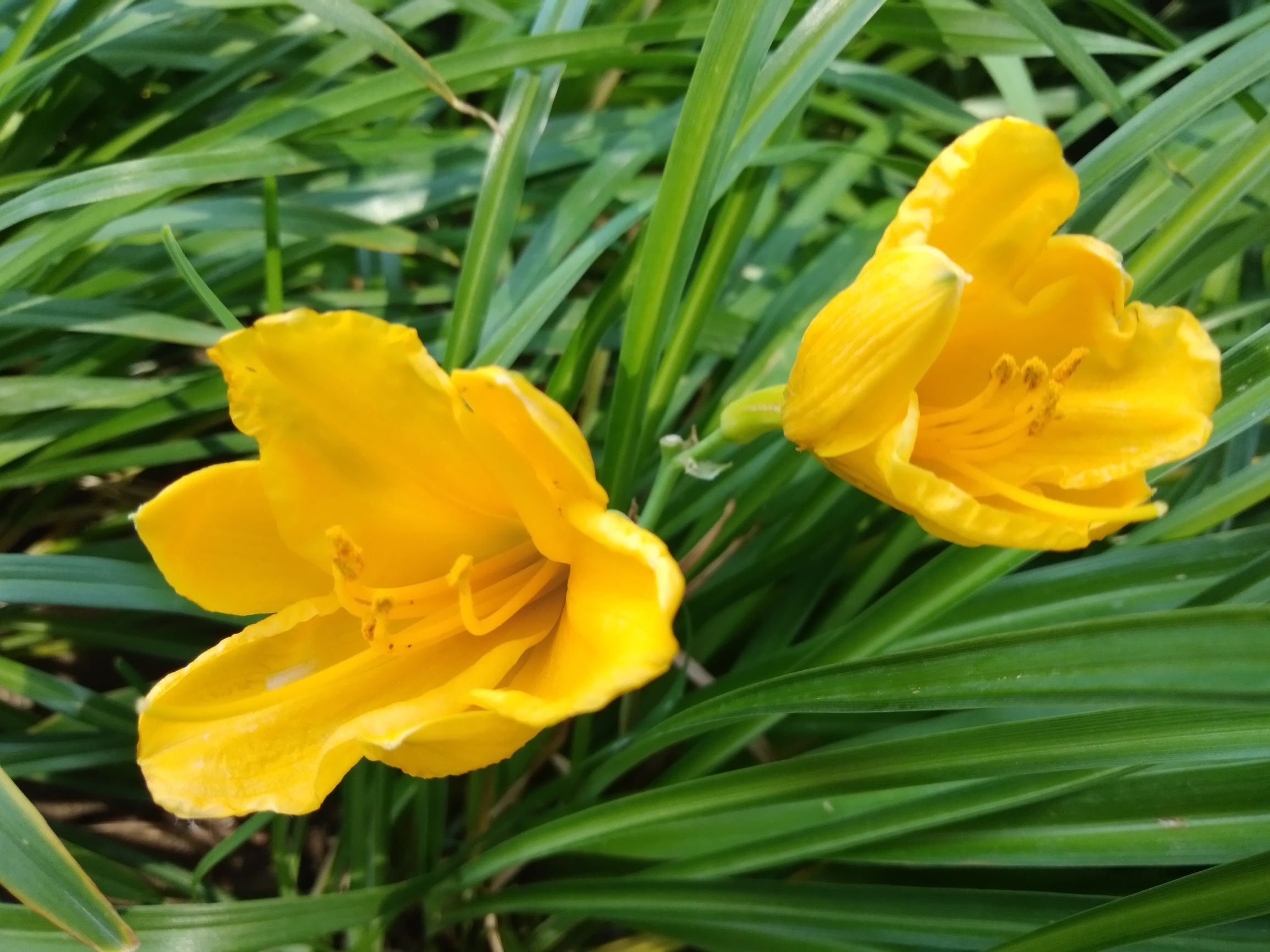 中低端手机流畅,中低端稳60帧的手机