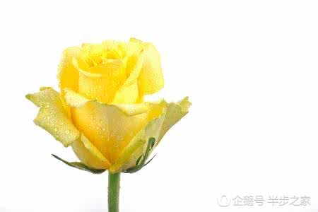 玫瑰品种区分及花语,绿玫瑰品种和花语