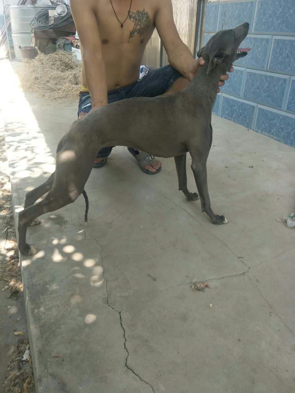 格力灵缇惠比特怎么分别,格力犬狩猎