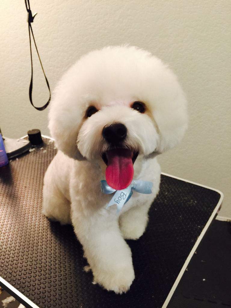 好的狗粮与普通狗粮的区别,膨化狗粮和天然狗粮有什么区别