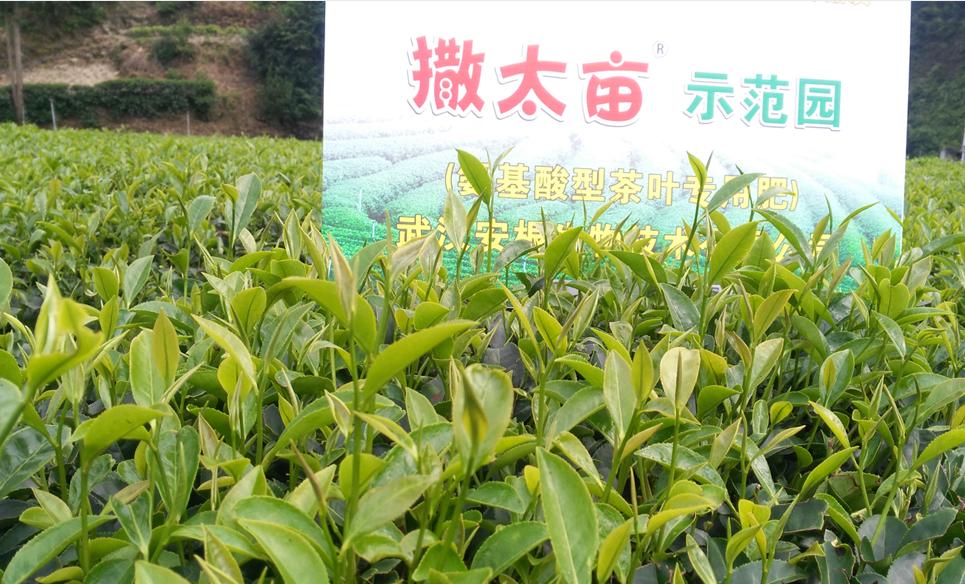 夏茶怎么才能做得好喝,夏茶的正确冲泡方法