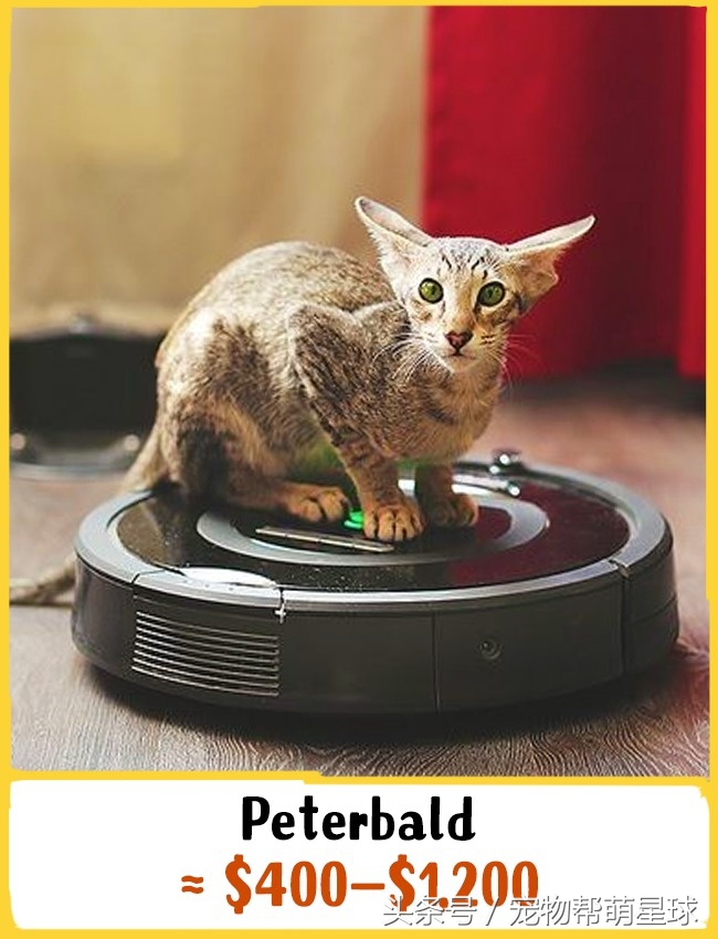猫什么品种最值得买,猫的奢侈品种有哪些