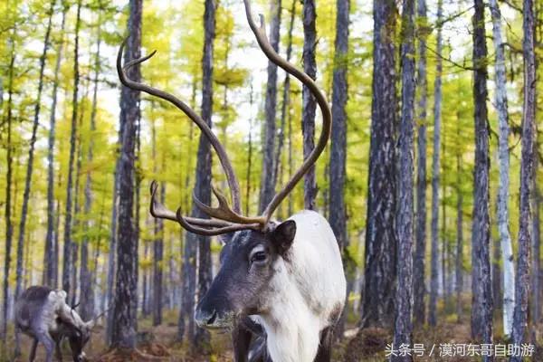 漠河包车旅游攻略,漠河晓黄自助旅游包车服务