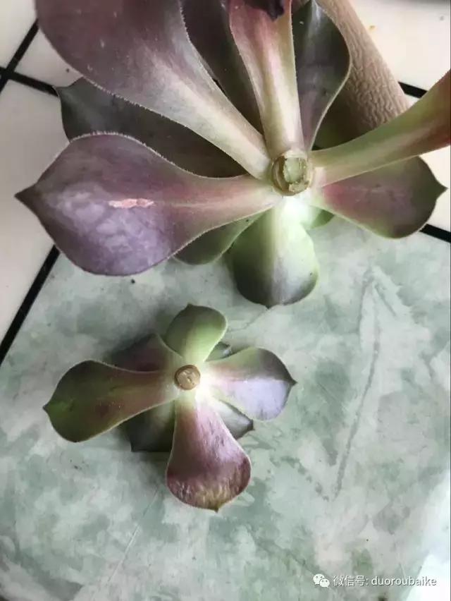 黑法师根部黑腐应该怎么处理,法师黑腐最佳治疗方法