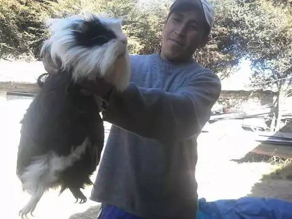 秘鲁巨型荷兰猪真的有吗,秘鲁荷兰猪巨型