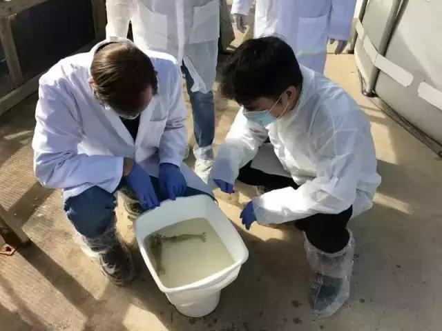 “李逵”遇李鬼,李逵遇李鬼的视频