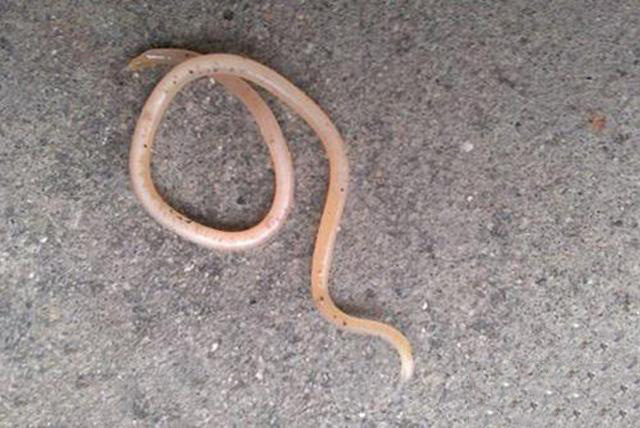 宝宝指甲颜色看起来不均匀,宝宝指甲发黄是什么预兆