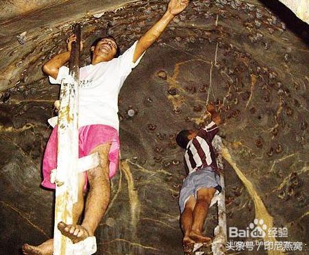 燕妃俏鲜燕窝价格,马来西亚燕窝价格