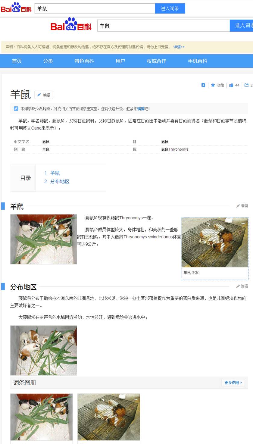 秘鲁豚鼠纪录片,豚鼠秘鲁荷兰猪