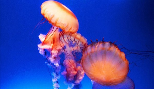 暑假去香港海洋公园攻略图片,去香港海洋公园旅游全攻略