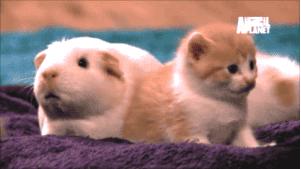 秘鲁巨型豚鼠介绍,秘鲁巨型豚鼠好养吗