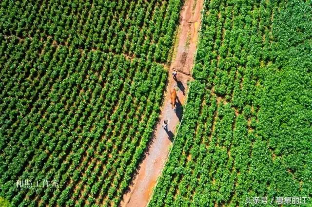 上帝眼中的腾冲,美丽而又神秘的丽江