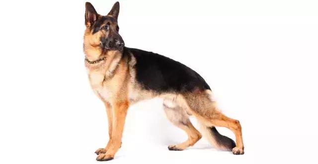 讲真｜论跑步，你可能还不如你家狗！