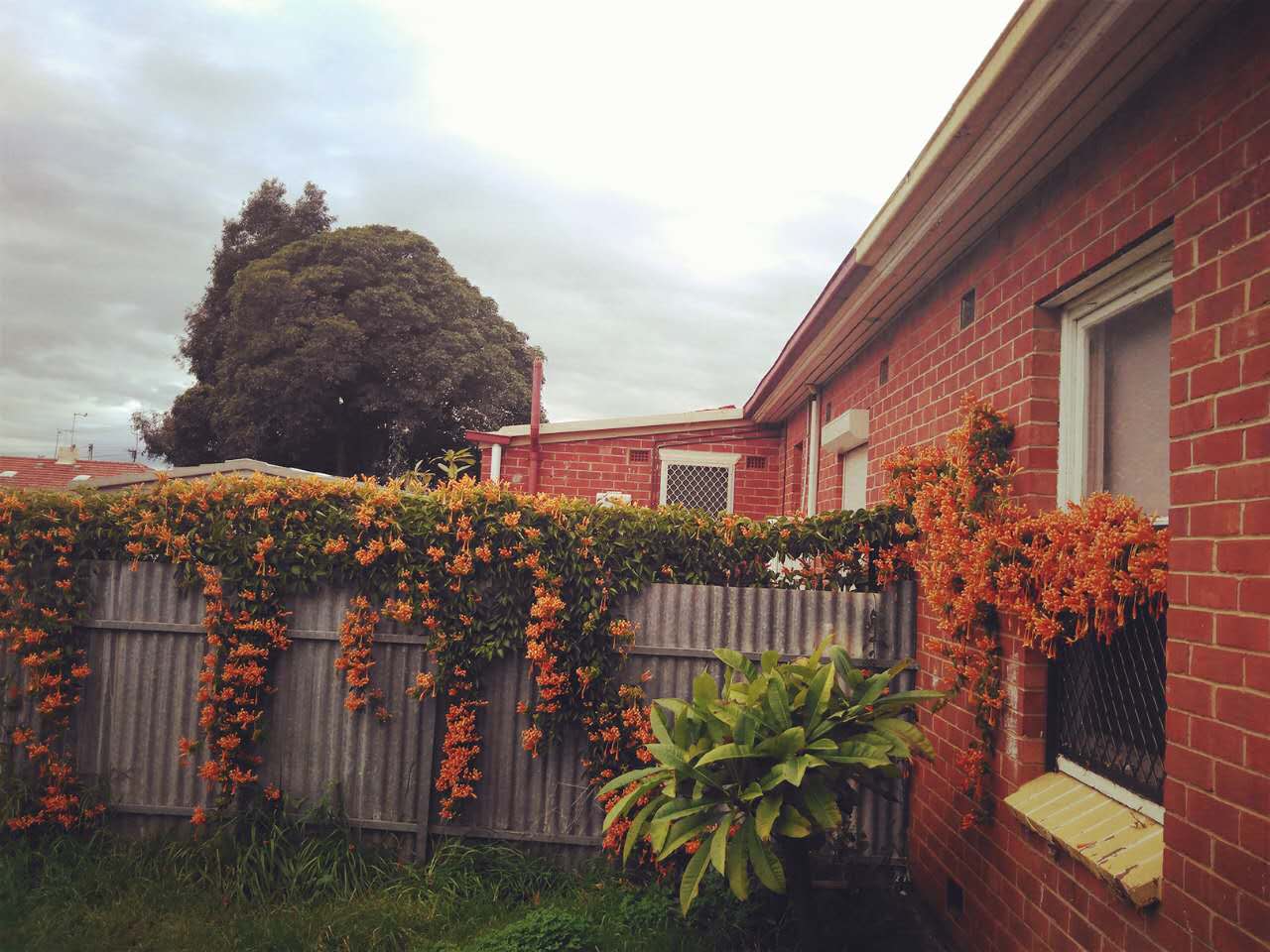 流浪在悉尼,流浪在澳洲的真实生活