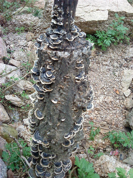 鲁山画眉谷附近哪里有好玩的地方,鲁山画眉谷景区免费的景点
