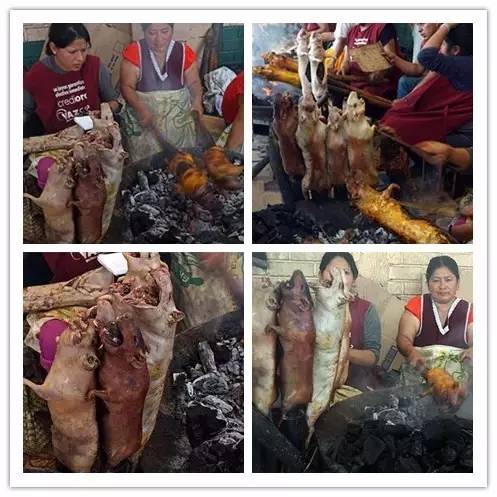 秘鲁巨型豚鼠介绍,秘鲁巨型豚鼠好养吗