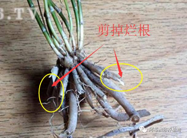 绿萝植物养护,绿萝植物养护知识