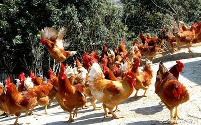 养鸡最省钱的饲料配方,养鸡专用饲料加工与配方