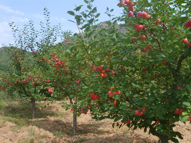 高级农技师仵继纲：这是我从业植保30年的经验分享！