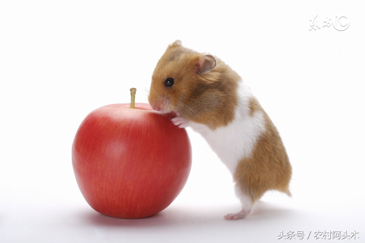 仓鼠能吃和不能吃的食物及图片,仓鼠能吃和不能吃的食物表