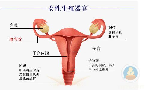 宫颈癌到底有没有报销的靶向药,宫颈癌到底有多痛苦