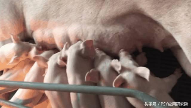 母猪泌乳期间能用阿维菌素驱虫吗,母猪奶水有问题打什么针