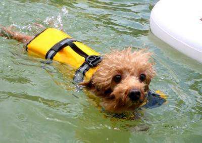 狗狗春季防生病小妙招,天气热如何预防狗狗生病