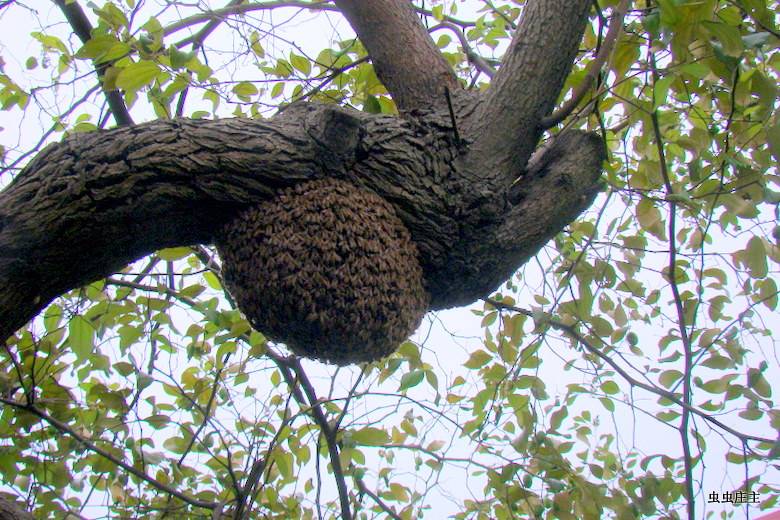 不花钱建养蜂场的方法,养蜂创业项目简介及前景分析