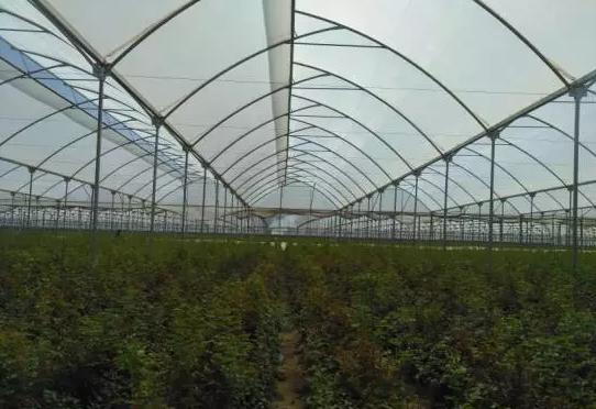 亚洲最大的玫瑰花基地在哪里,世界最著名玫瑰基地