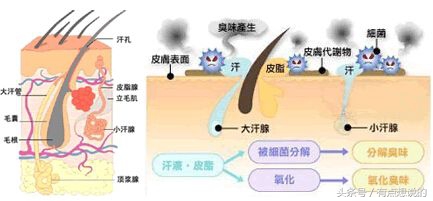 夏天外出有狐臭没戴止汗露怎么办,狐臭特别严重用什么止汗露