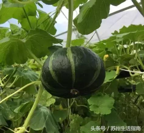 银黄埭，一片湖一个镇一方人！